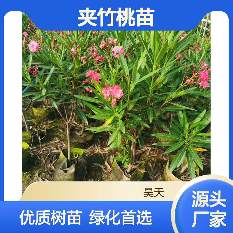 夹竹桃苗 园林绿化 树龄1一3年 绿化工程用苗 昊天生态园林