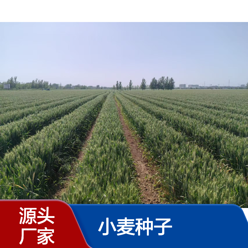 稳产品种郑麦0989小麦种子 矮杆抗倒伏 亩产1800斤抗病强