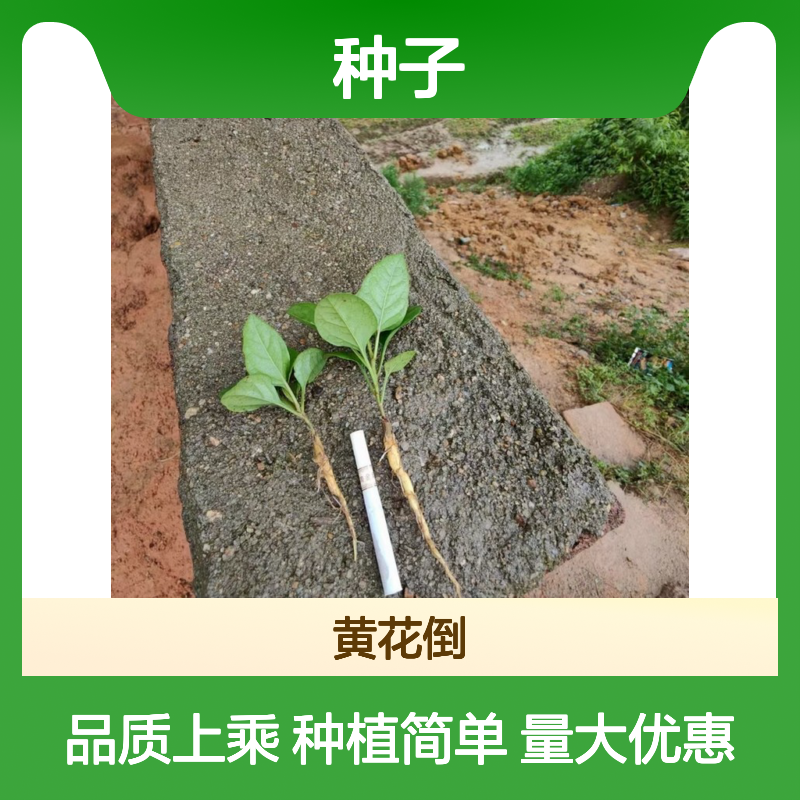 当年新收紫金龙种子 基地直供批发技术指导 耐寒耐旱