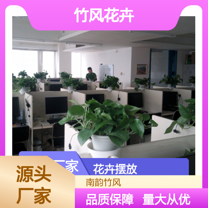 南韵竹风花卉租摆 绿植盆栽成活率高 服务优质