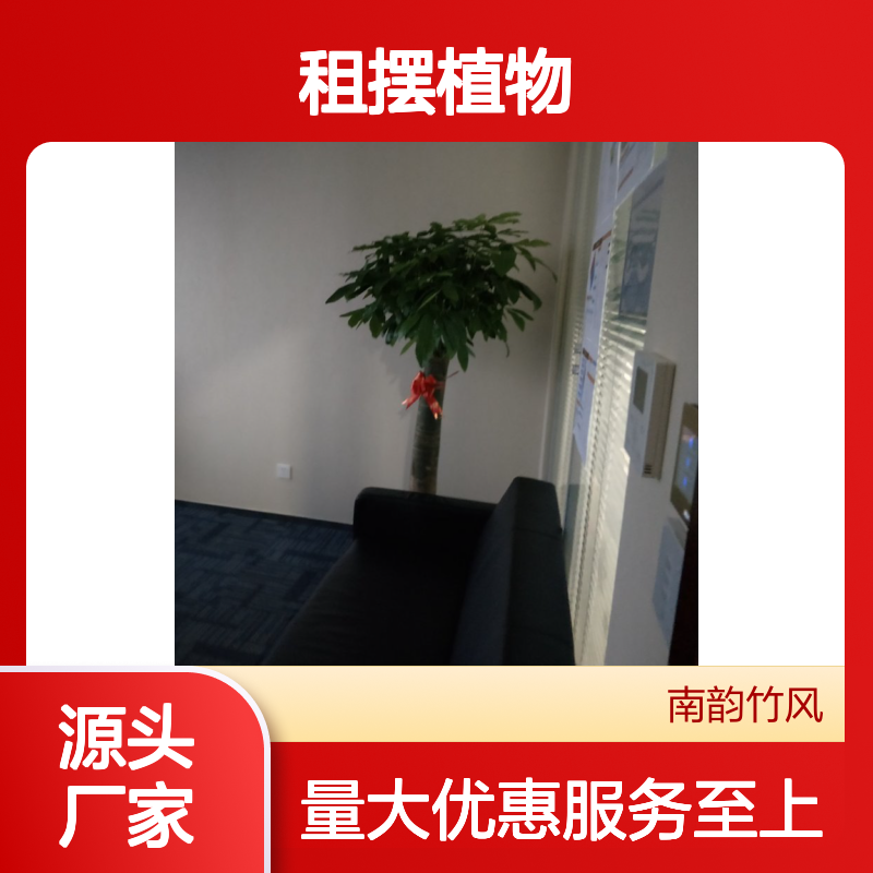 南韵竹风绿植租摆 长期短期均可服务 成活率高