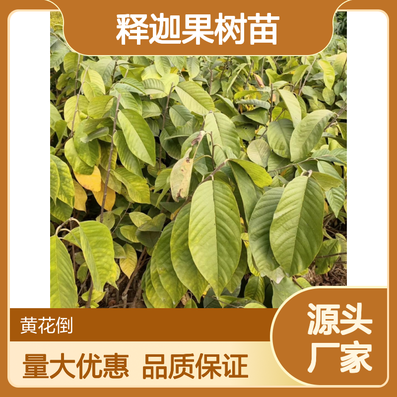 释迦果树苗 批发供应 园林种植优选 光照充足 生长健壮