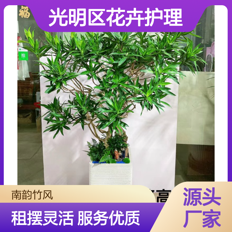 南韵竹风植物摆租 花卉护理专家 品质如一 成活率高