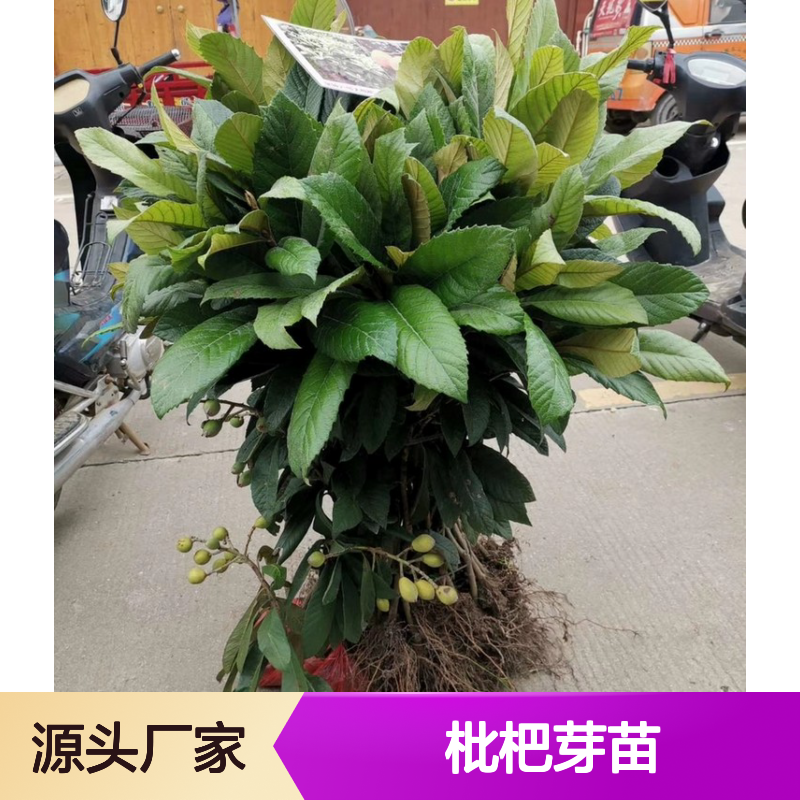 基地直供 枇杷芽苗 多年生根系发达 成活高规格齐全