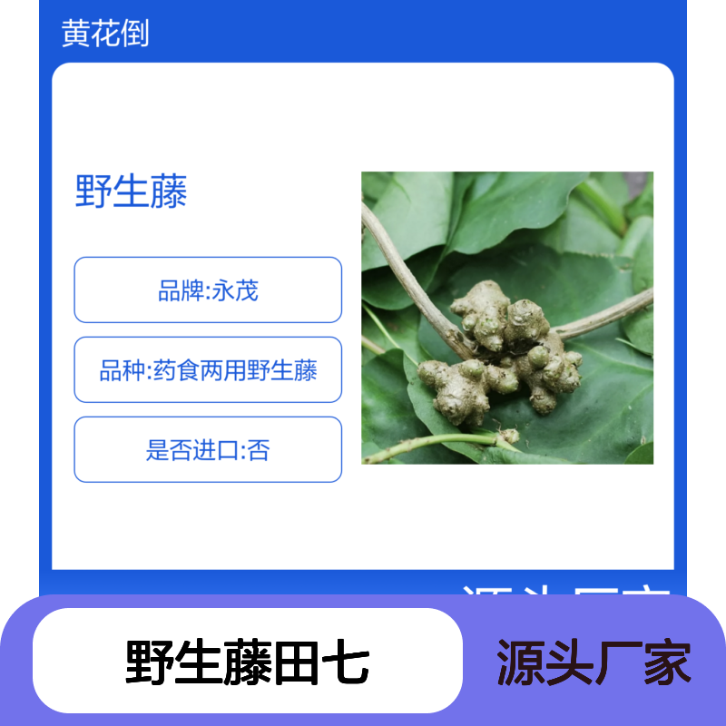 野生藤田七 药食两用 纯天然种植 基地直供 品质保证