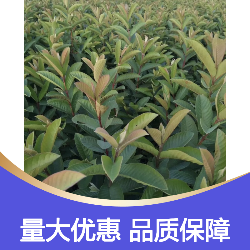 优质珍珠芭乐树苗 供应销售 成活率高 口感丰富