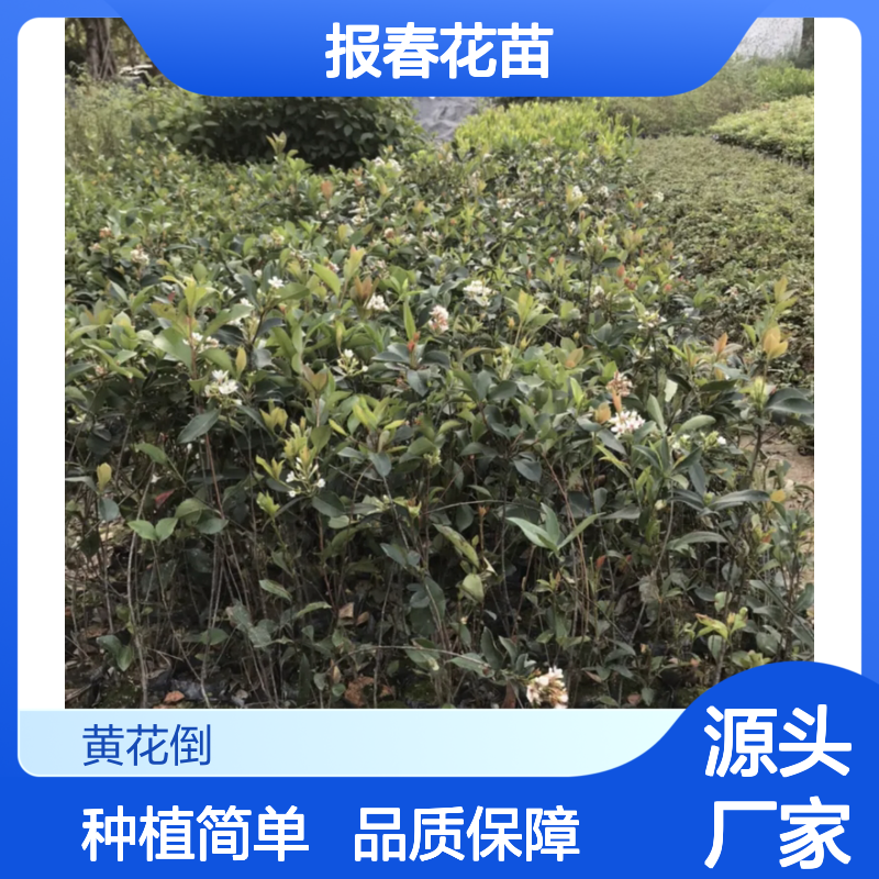 报春花苗 常绿灌木 观赏植物 生长旺盛 适应性强