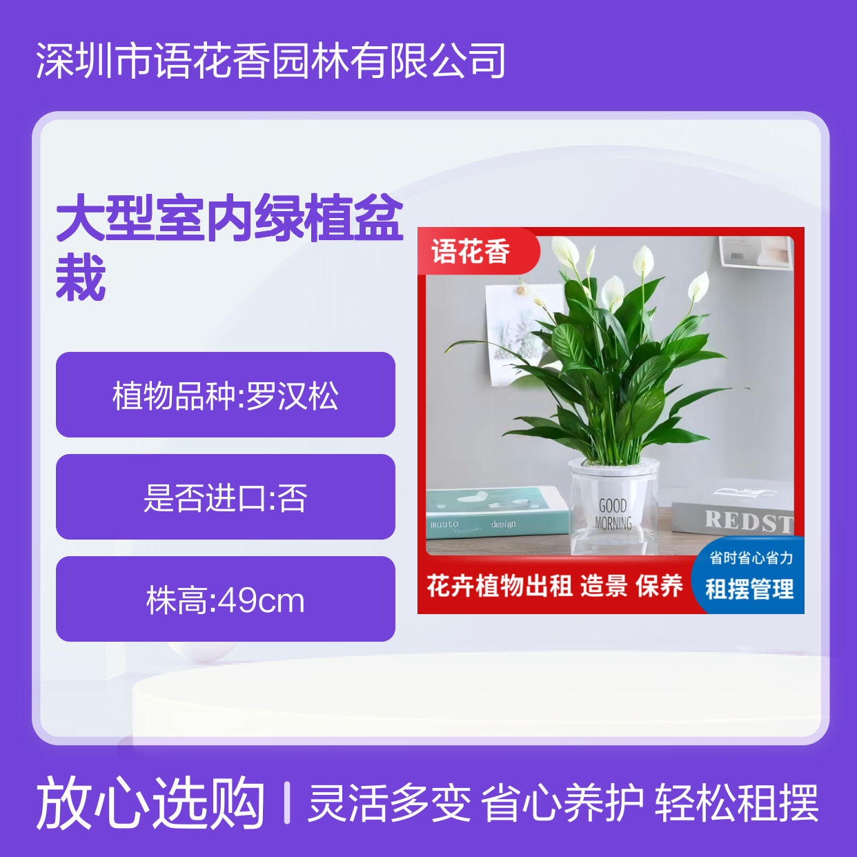 大型室内绿植盆栽 万年青红掌组合 办公场所长期短期租摆服务