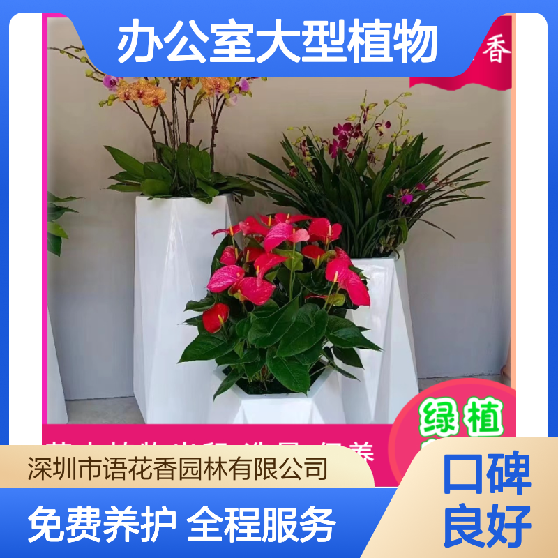 办公室大型植物出租 龙须树盆栽 室内绿植租赁 全程免费养护服务