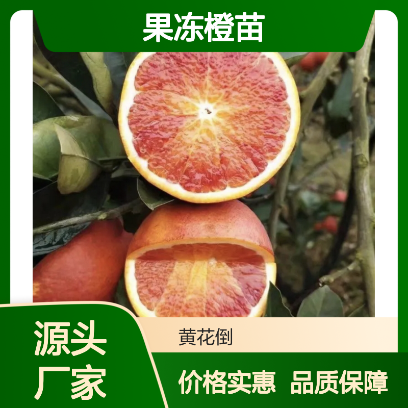 果冻橙苗 脐橙新品种 基地直供 营养丰富 易于管理