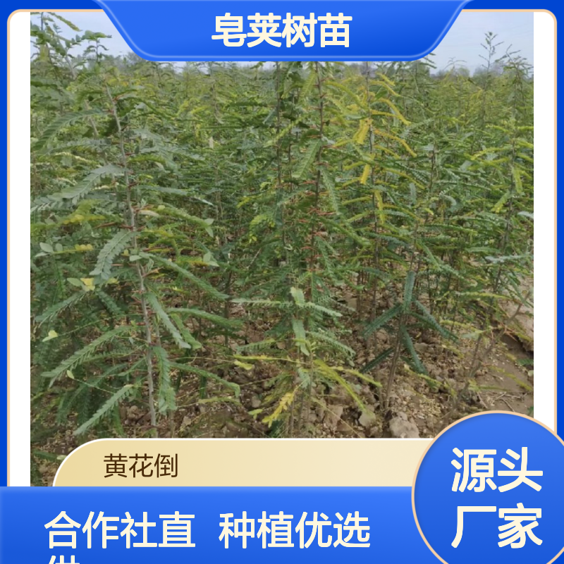 一手货源皂荚树 园林种植优选品种 专业培育 高成活率