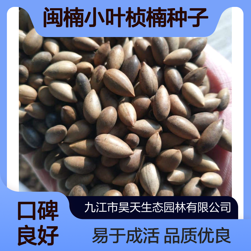 金丝楠木系列 闽楠小叶桢楠种子 观叶佳品 露地造林种苗优选