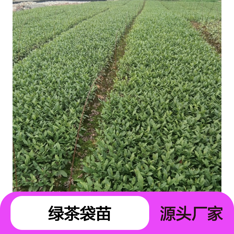 绿茶袋苗 基地直发 品质纯正 种植指导 技术保障