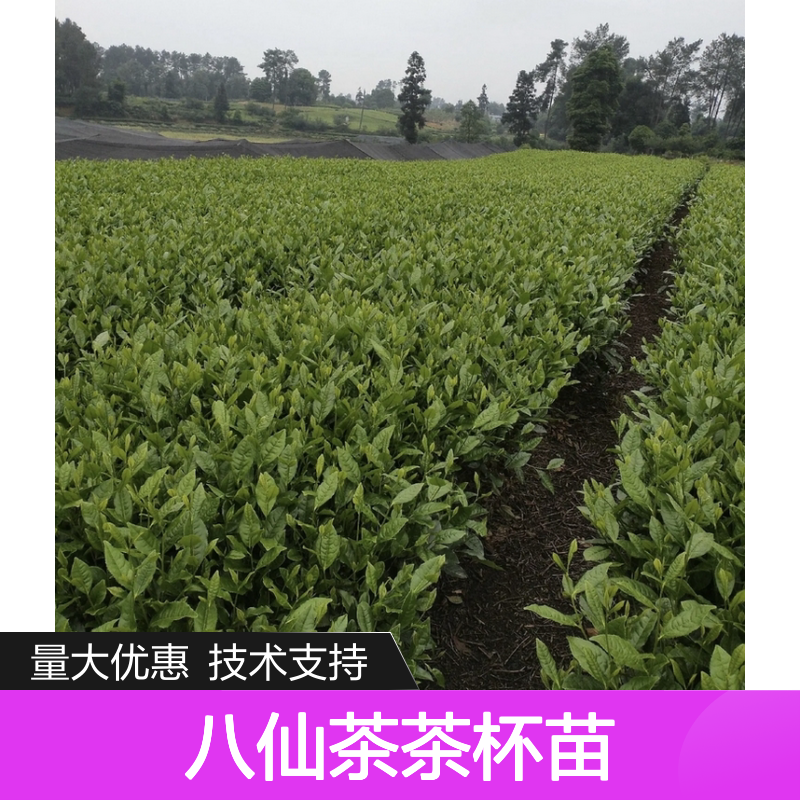 八仙茶茶杯苗 产地直供 管理种植技术免费 专业培育