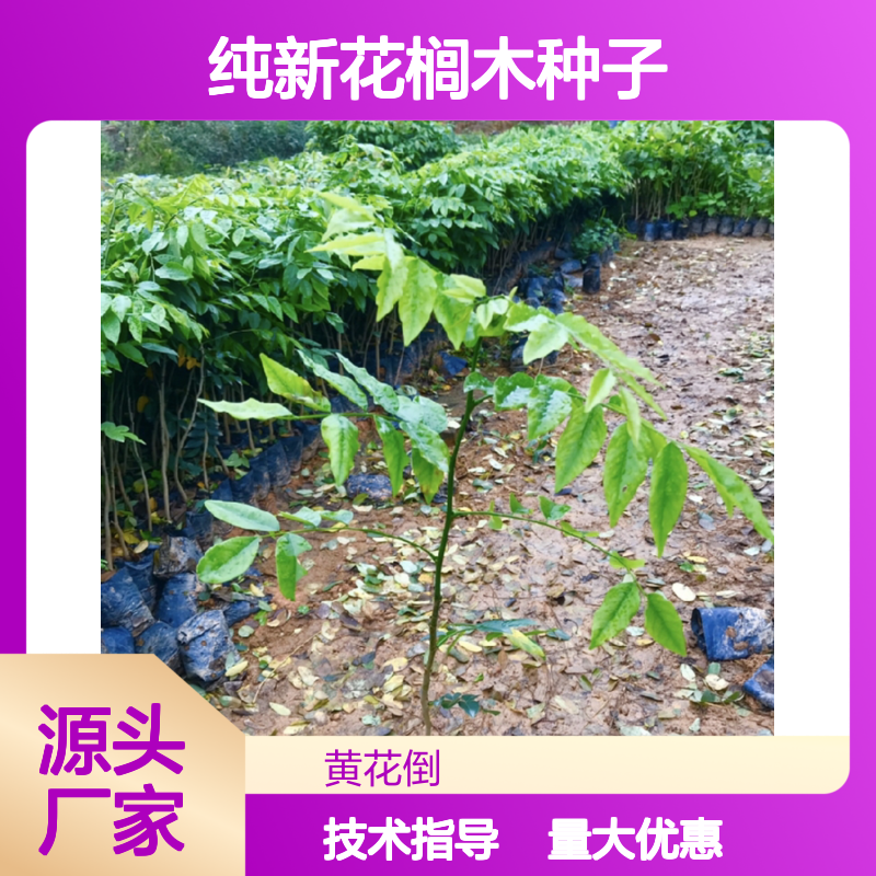 纯新花榈木种子 当年采摘 制作家具优选 现货充足