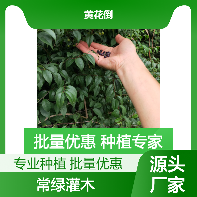 岗梅种苗 百亩基地直供 常绿灌木 优质批发 专业培育