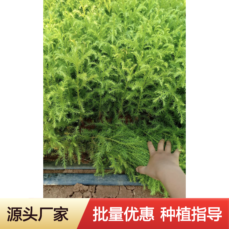 柳杉树苗基地直供 优质柳杉苗批发 生长迅速 观赏性强