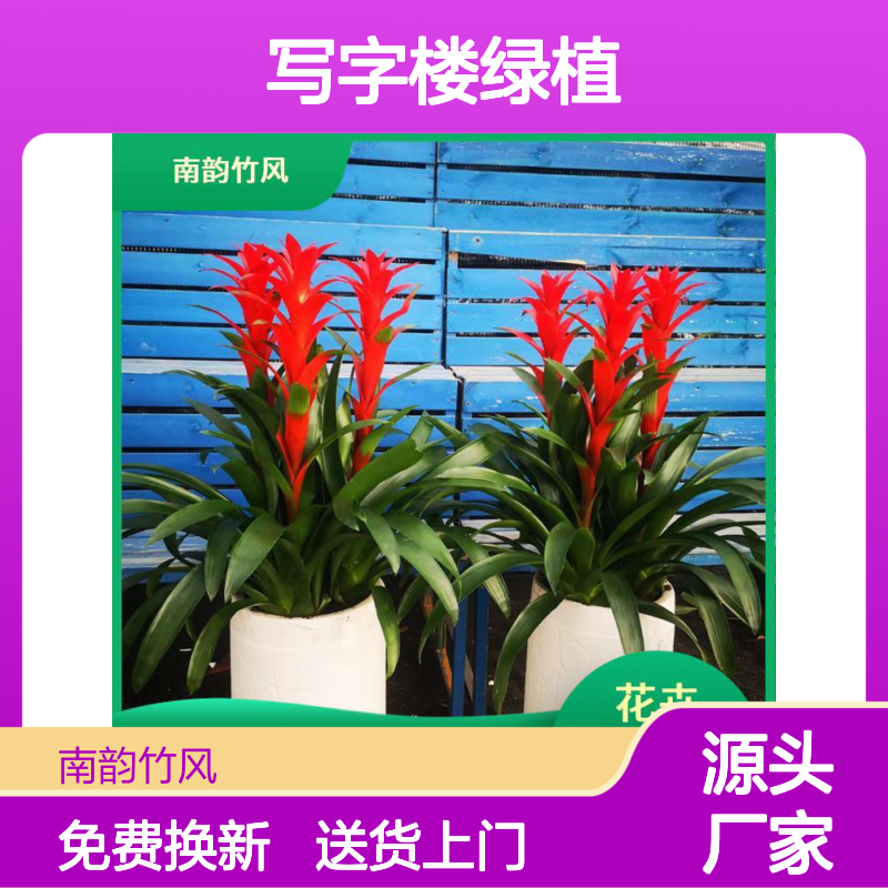 植物租赁 福永写字楼绿植租摆 养护服务标准 南韵竹风