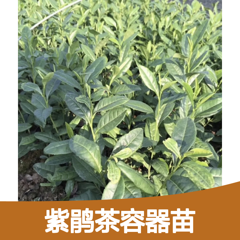 紫鹃茶容器苗 荒山农田皆宜 种植收益佳 品质优良