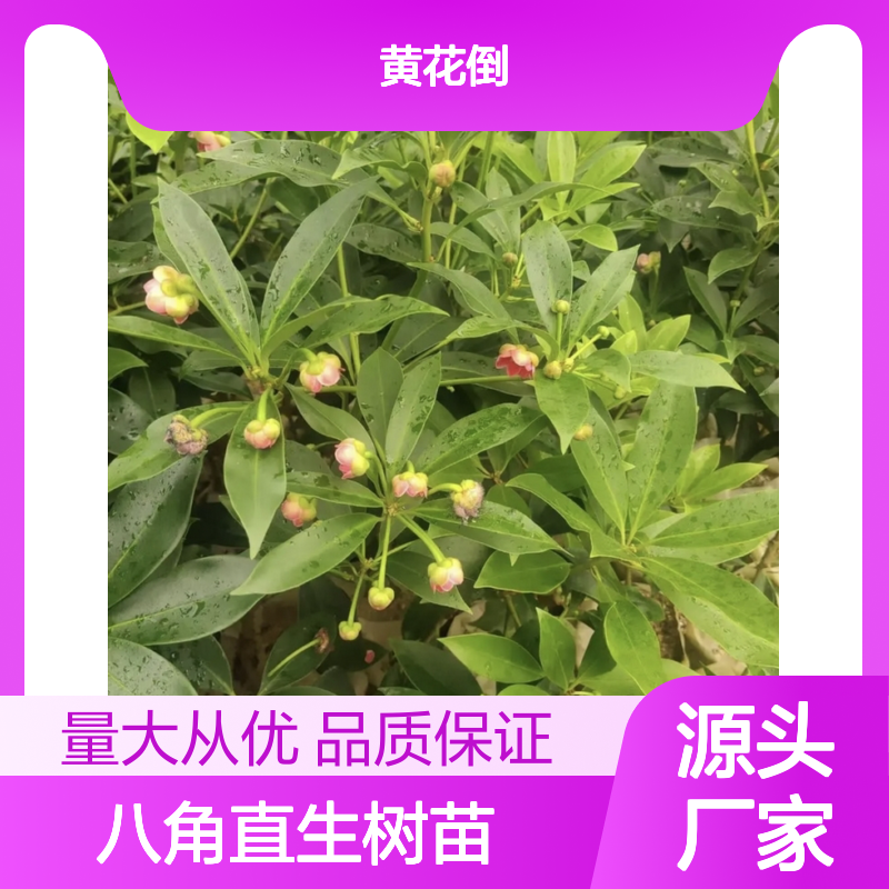 产地批发八角直生树苗 苗圃产地直供品质保证种植技术分享