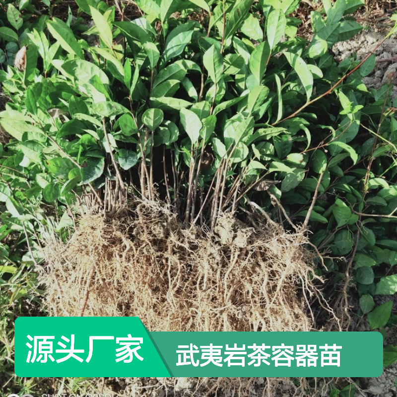 武夷岩茶容器苗 荒山农田均可种植 收益良好 适应性强