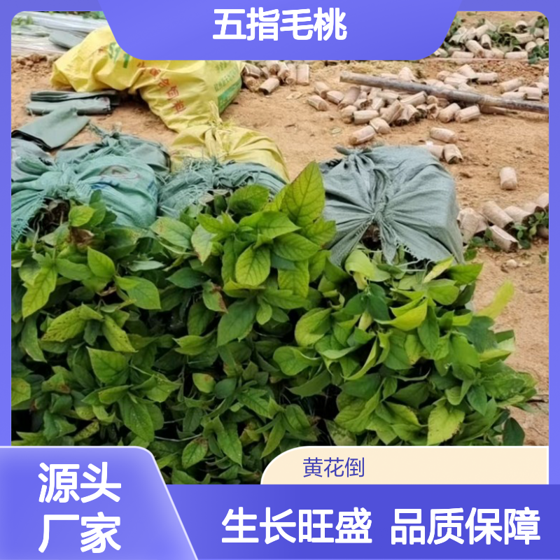 五指毛桃种苗 基地直供 桑科植物独特 管理简便