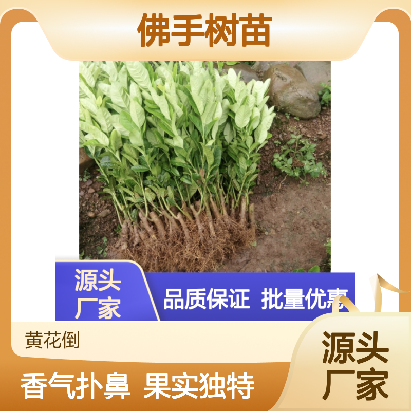 川佛手树苗 果实手指状形 观赏食用兼备 香气扑鼻