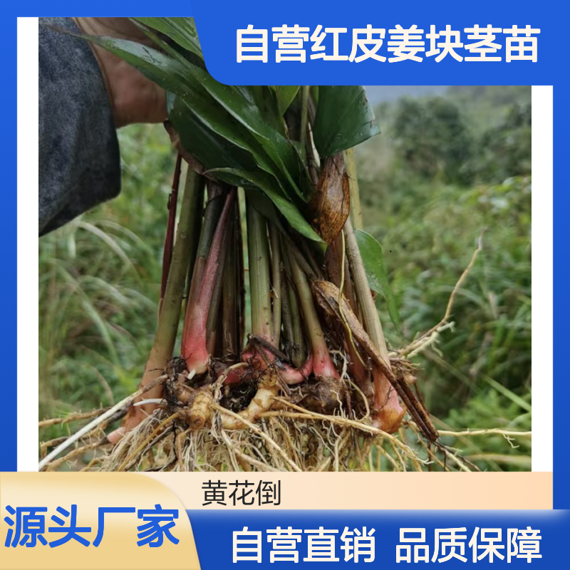 苗木合作社自营红皮姜块茎苗 多年生根系发达成活高规格齐全