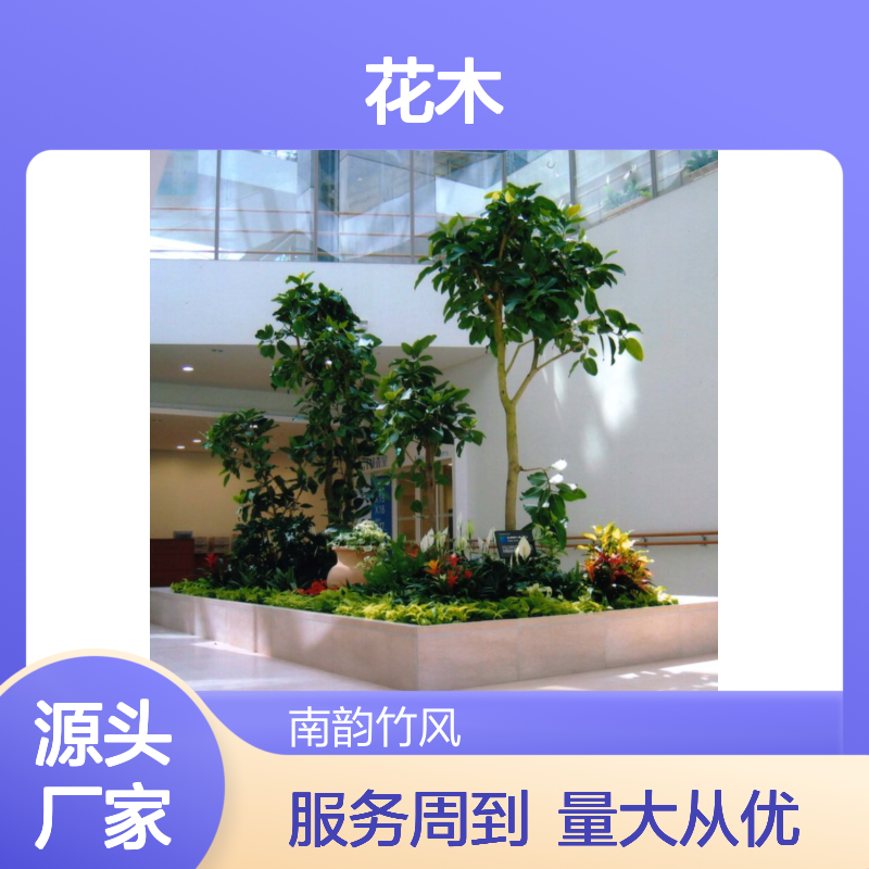 南韵竹风花木出租 承接绿化工程 品种多样 成活率高