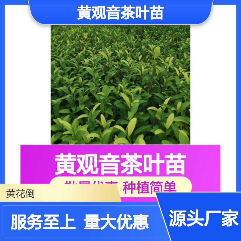 黄观音茶叶苗 批发基地直供 种植简单 成活率高