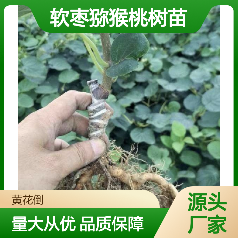 软枣猕猴桃树苗 基地直供 扦插培育 修剪管理 果实丰硕