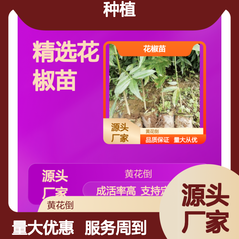 精选花椒苗 黄花倒品种 成活率高 耐旱喜阳 适应性强
