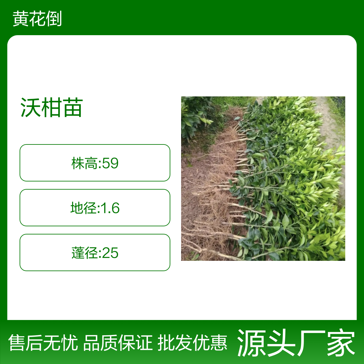 沃柑苗百亩种植 主产区直供批发 长势旺盛 挂果力强