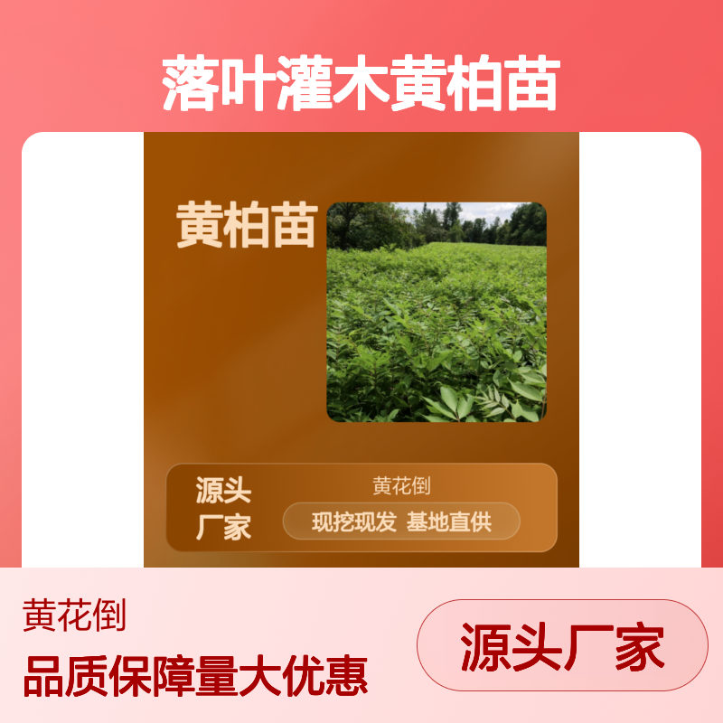 批发黄柏苗 落叶灌木基地直供 园林绿化优选 诚信经营