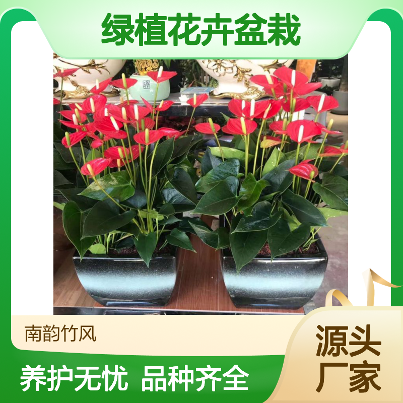 公司开业绿植花卉盆栽 鸿运当头系列 红掌红如意新红星 品种齐全