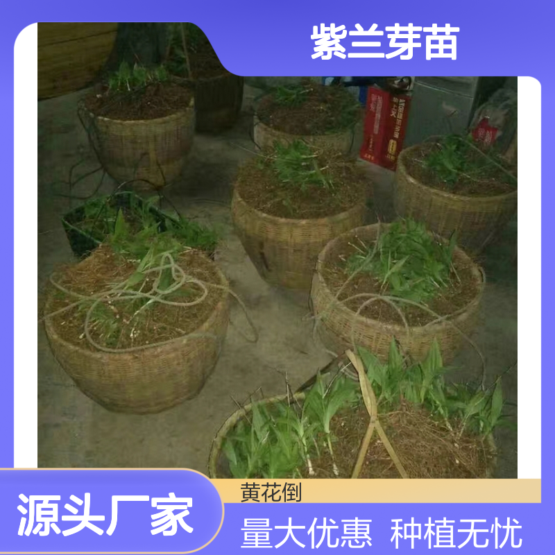 紫兰芽苗 基地直发 种植技术指导 品质纯正 包教包会