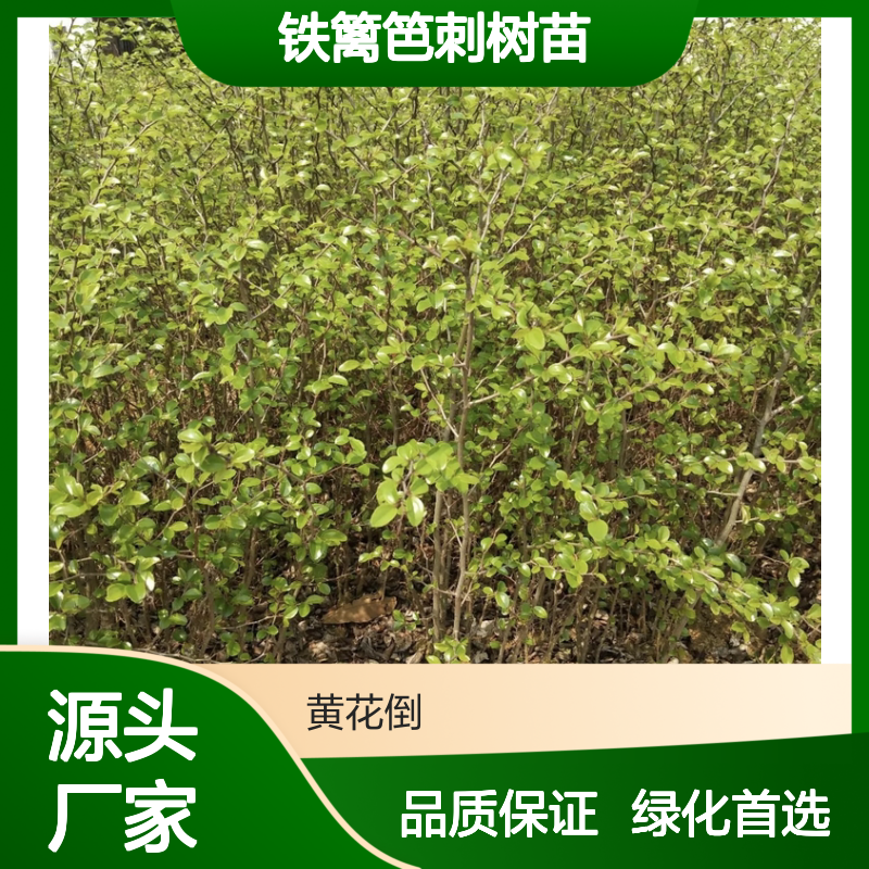 铁篱笆刺树苗 种植园直供 基地批发 木材坚硬 消肿止痛