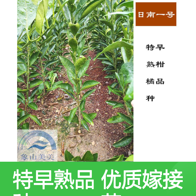 特早熟蜜桔苗 日南1号 一年生嫁接苗 苗圃基地100株起批