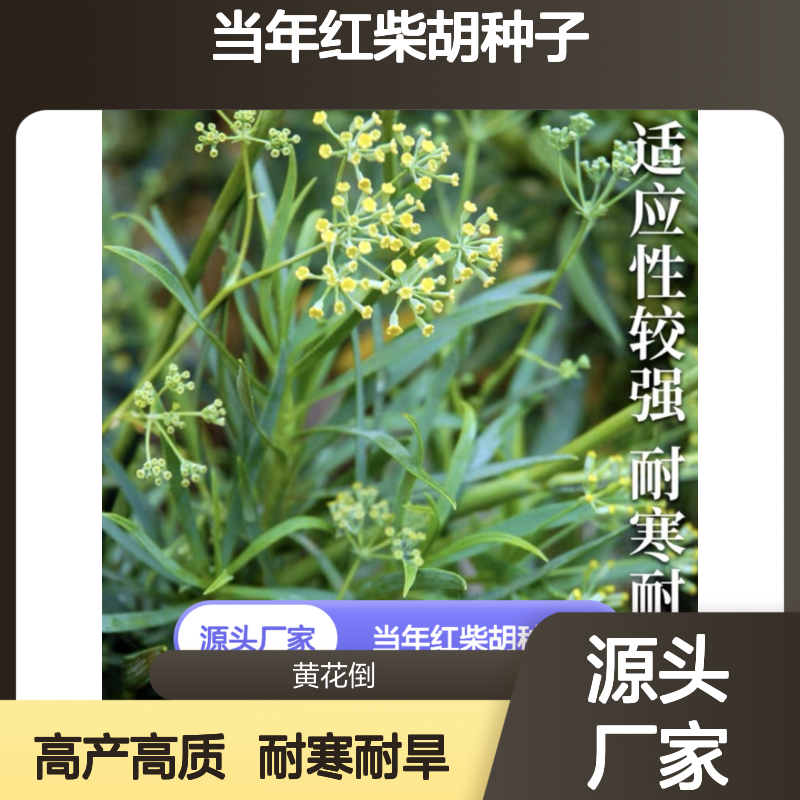 新采收当年红柴胡种子 产地直发免费技术指导