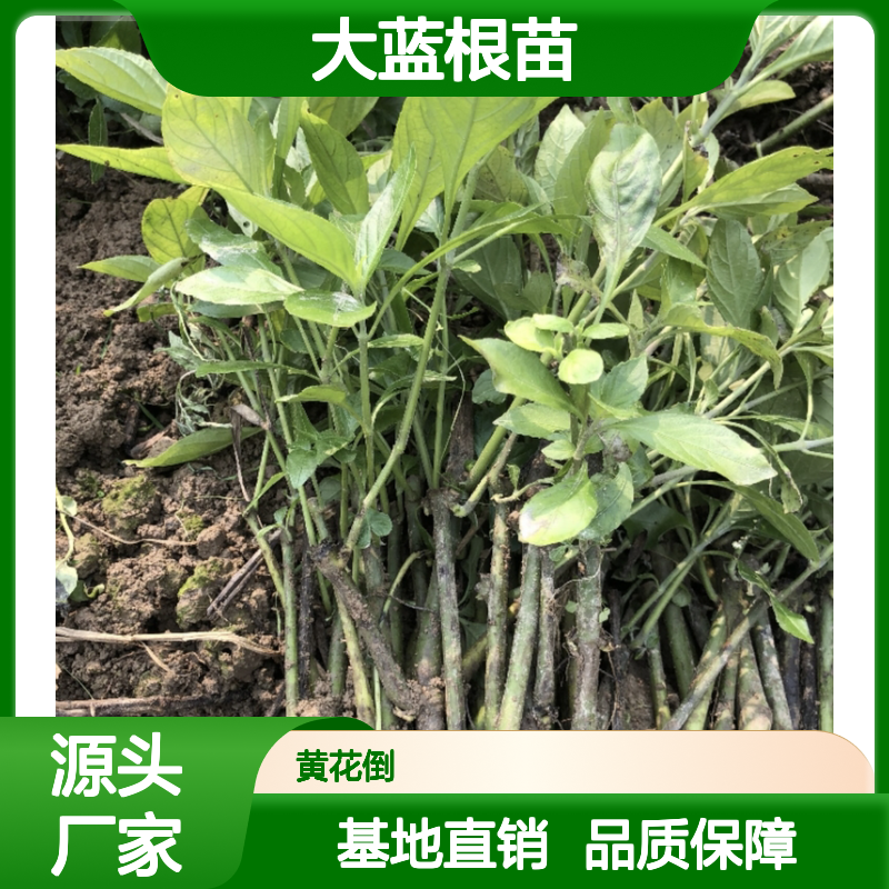 大蓝根苗 百亩种植 批发优选 基地直供 管理精细