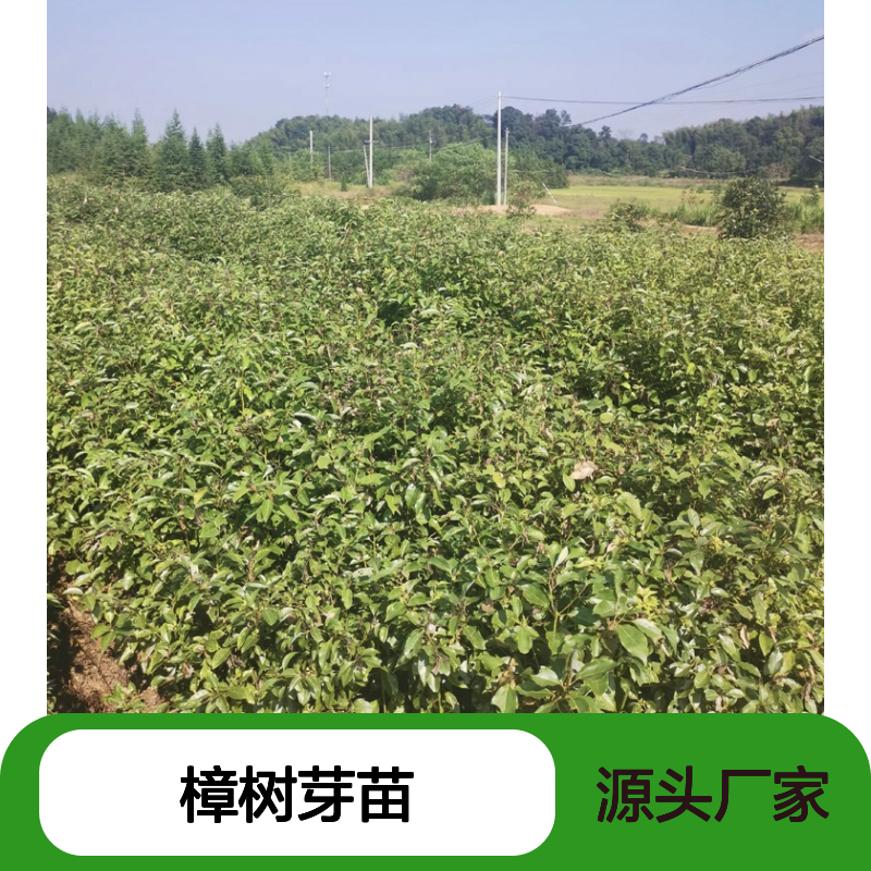 樟树百亩基地 优质樟树芽苗 批发供应 常绿乔木
