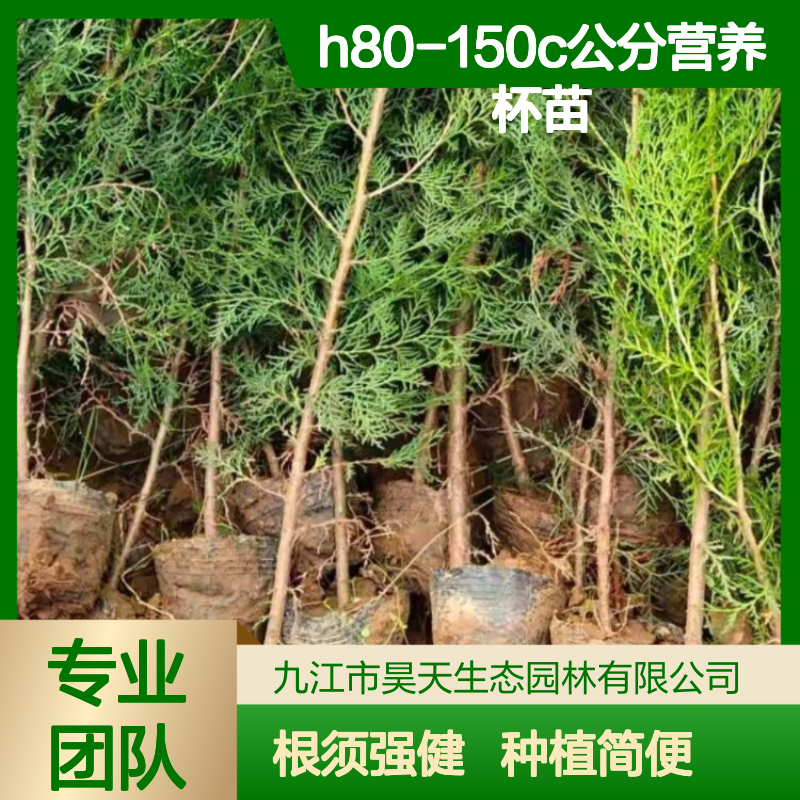 荒山绿化 侧柏苗木 H80-150C公分营养杯苗 根须发达易种植