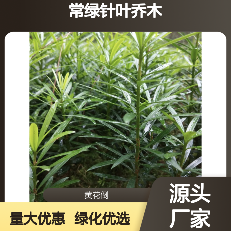 罗汉松树苗 庭院绿化优选 常绿针叶乔木 批发供应