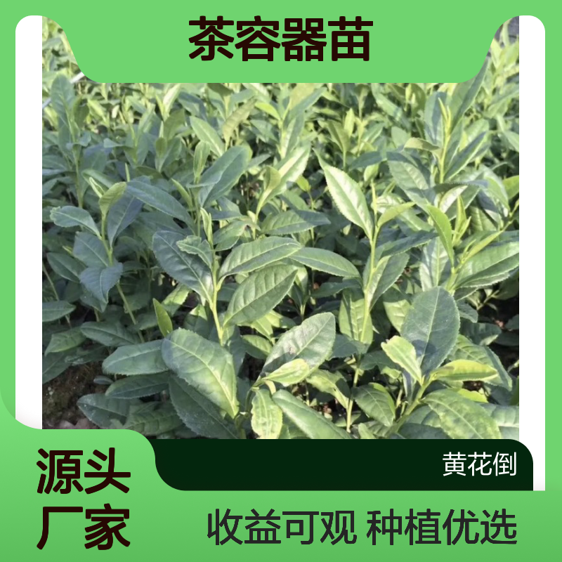 产地直供中茶108茶容器苗 种植收益好荒山农田均可种植