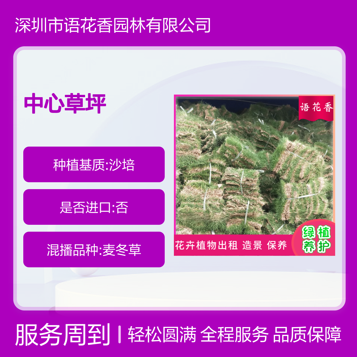 混播草方草卷 全年常绿暖季型 根系发达 园林景观绿化优选