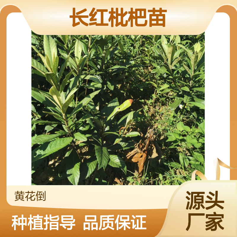 长红枇杷苗 基地直供 优质果树苗木 易于管理 适应性强