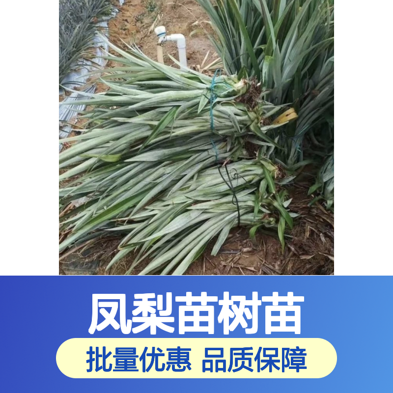 凤梨苗树苗 冠芽定植生根快 叶多密集 果大整齐