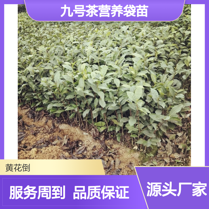 福选九号茶营养袋苗 全程技术指导 专业培育 品质优良