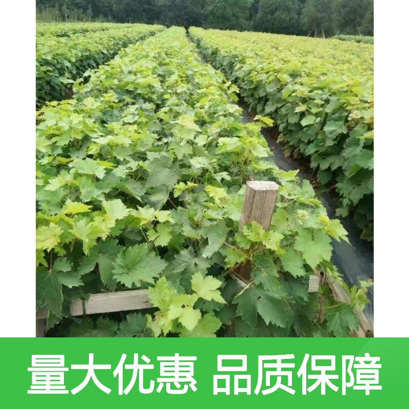精选红美人指葡萄树苗 产地直供 品种纯正 生长旺盛