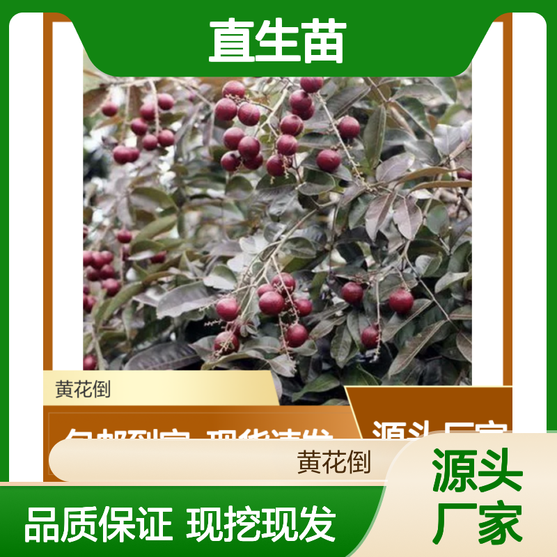 现起现发灵龙龙眼直生苗 送货上门包邮 欢迎来电洽谈经验分享